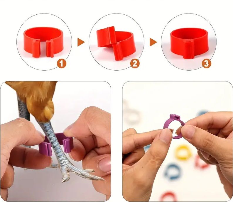 50pcs Colorful Clip-On Chicken Leg Bands – 16mm Numbered Poultry ID Tags