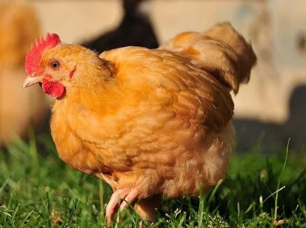 Pure Bred Buff Orpington Roosters Meyerton