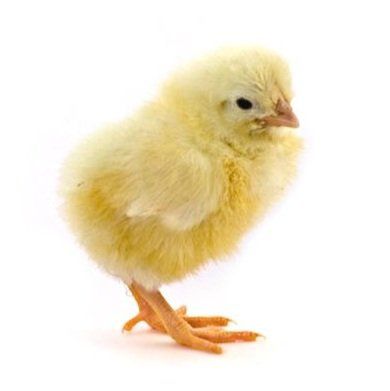 Light Sussex 1 Week Old Chicks