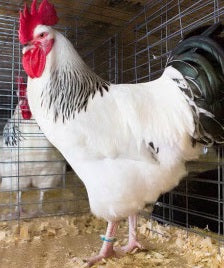 Pure Bred Light Sussex Rooster - Meyerton