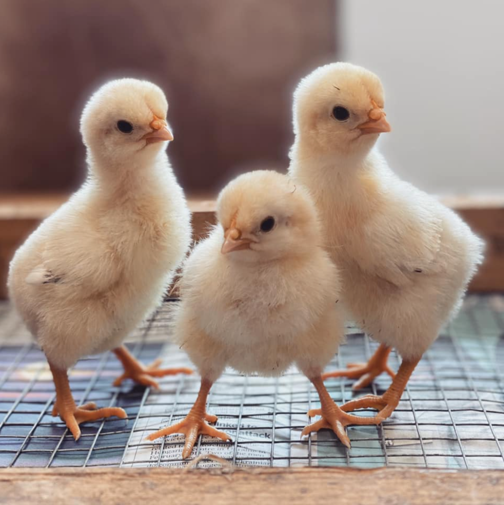 10 x 2 Week old Pure Bred Light Sussex Meyerton