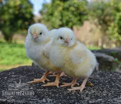 10 x 2 Week old Pure Bred Light Sussex Meyerton
