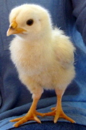 10 x 2 Week old Pure Bred Light Sussex Meyerton