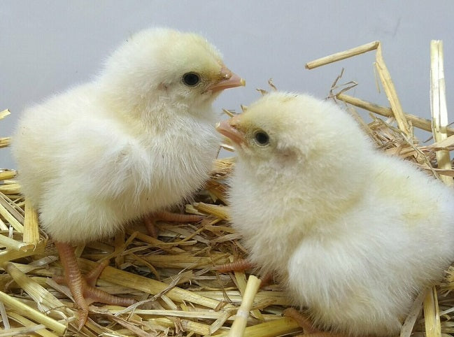 10 x 2 Week old Pure Bred Light Sussex Meyerton