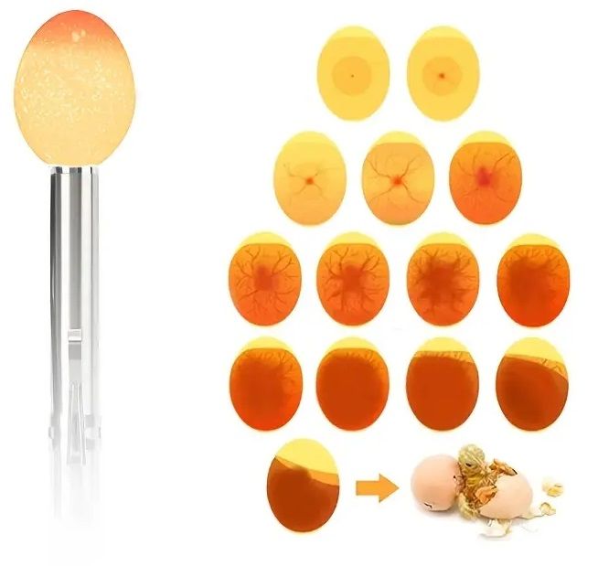 Stainless Steel Handheld LED Egg Candler