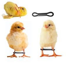 Adjustable Splay Leg Hobble Braces for Chicks - 30 Pieces