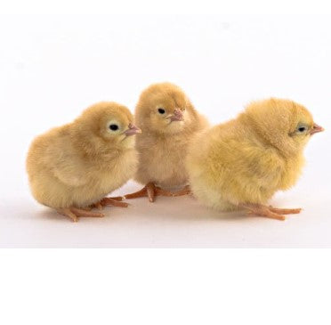 Buff Orpington 1 Week Old Chicks