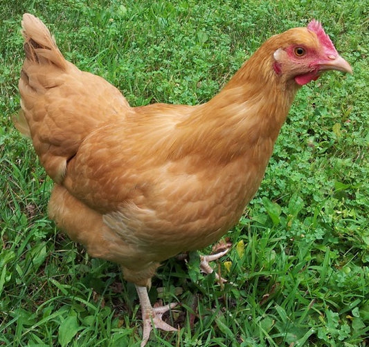 Pure Bred Buff Orpington Roosters Meyerton