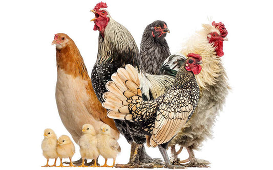 Heritage Chicken Essentials: A Beginner's Guide to Raising Heritage Breeds