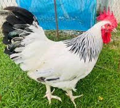 Pure Bred Light Sussex Rooster - Meyerton