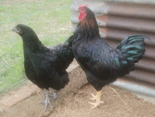 Australorp Cross Trio