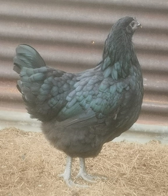 Australorp Cross Trio