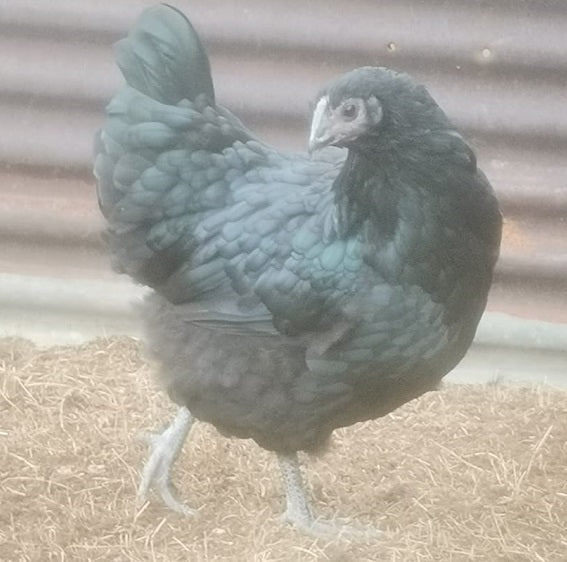 Australorp Cross Trio